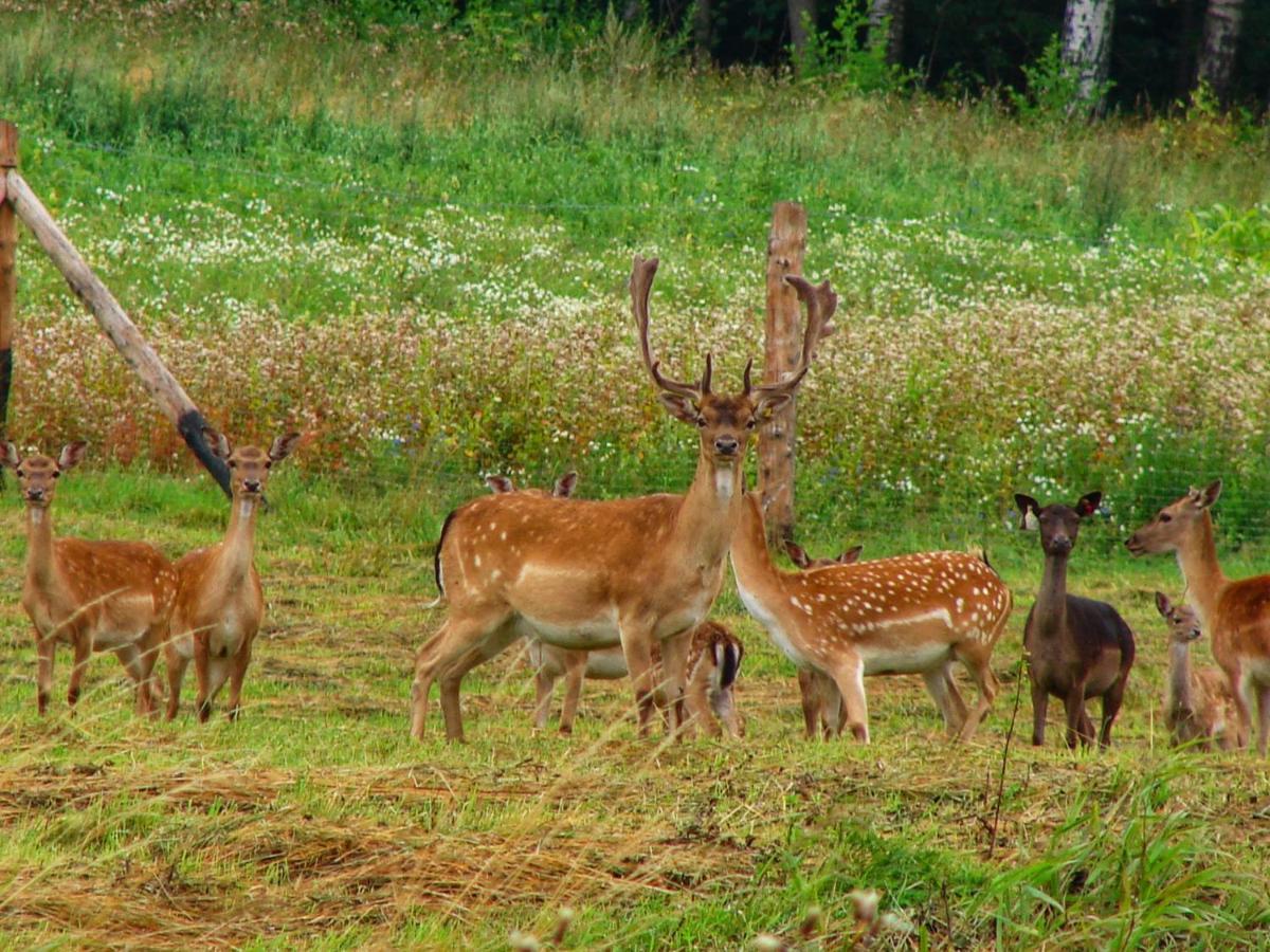 Lesniczowka Zawilec Budry Buitenkant foto